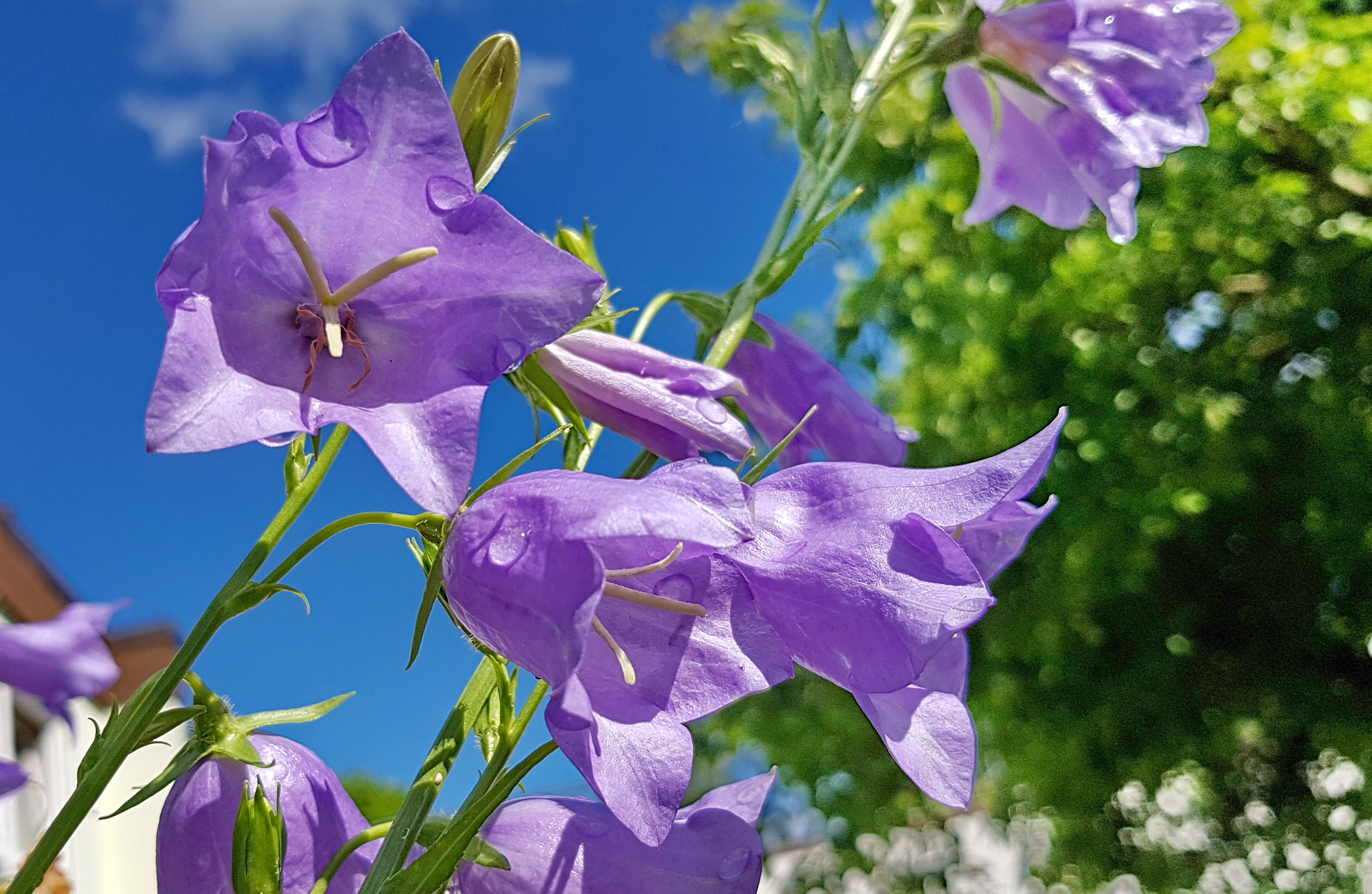 Pfirsichblättrige Glockenblume 'Grandiflora'	Campanula persicifolia 'Grandiflora Alba'